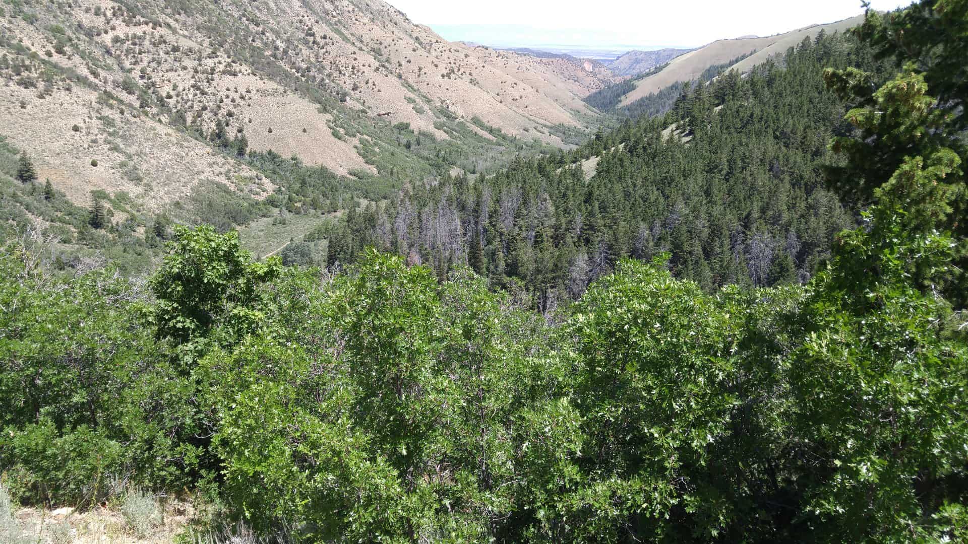 Spring Canyon (PS 8582)