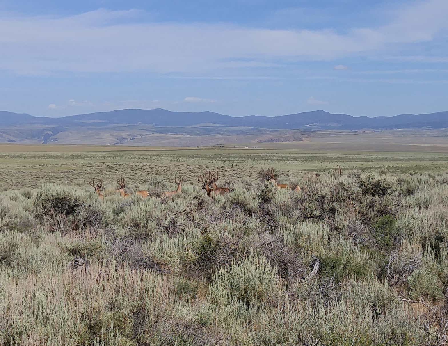 Diamond Rim (PS 8589)